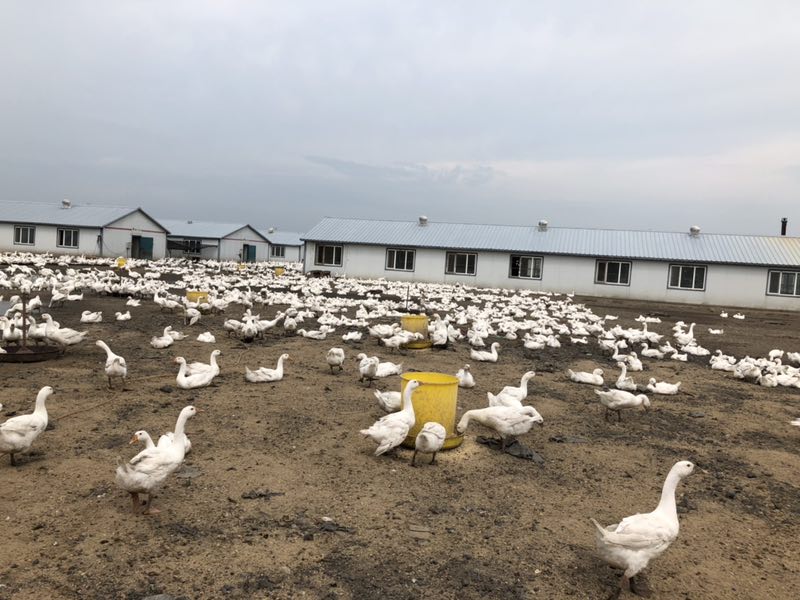 大庆市林源镇：小城不大 风景如画