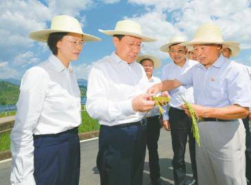 八月十一日，省委书记王晓晖到米易县稻菜现代农业园区调研，在园区内的袁隆平第三代杂交水稻超高产攻关示范片，仔细察看高标准农田建设和高产水稻长势，认真比对不同水稻品种结穗数量。四川日报全媒体记者欧阳杰摄