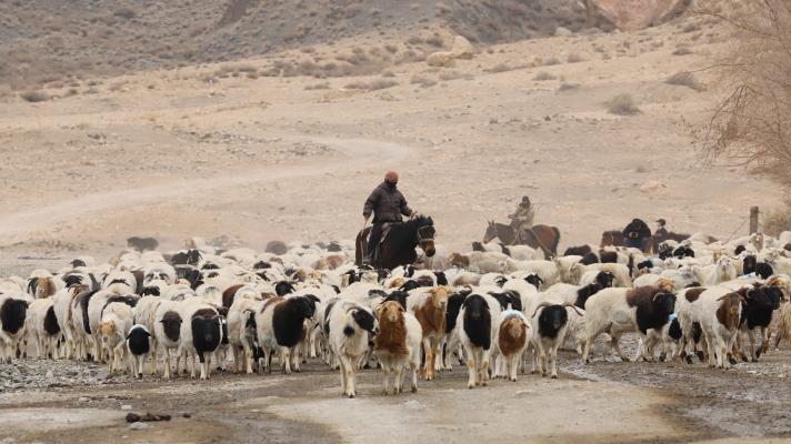 和硕县牧民将15万头（只）牲畜从冬牧场赶往100公里外的春季牧场 道尔利 摄 (4)(1).jpg