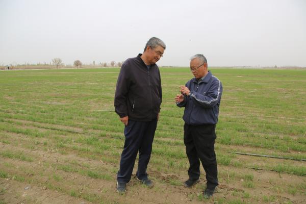 和硕县4.7万亩春小麦幼苗破土而出，广袤原野铺满新绿。 布音克西克 摄 (5)(1).jpg