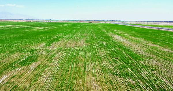 和硕县4.7万亩春小麦幼苗破土而出，广袤原野铺满新绿。 布音克西克 摄 (4)(1).jpg