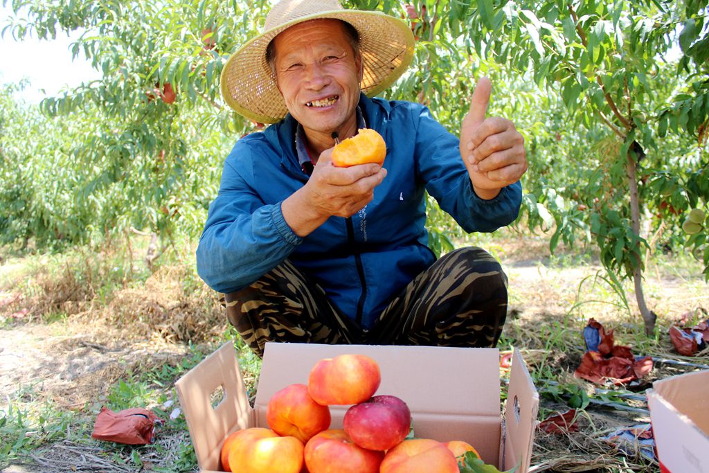 焉耆县良种场蟠桃喜丰收2（艾斯克·热合曼 摄）.jpg