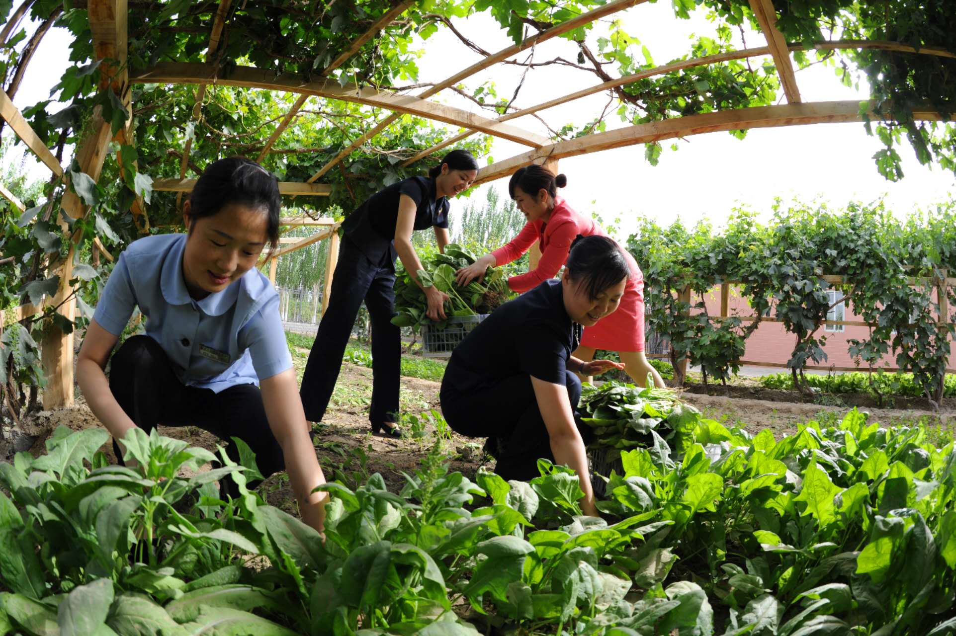 哈得采油气管理区用光伏发电抽水种植绿色蔬菜。陈士兵摄.jpg
