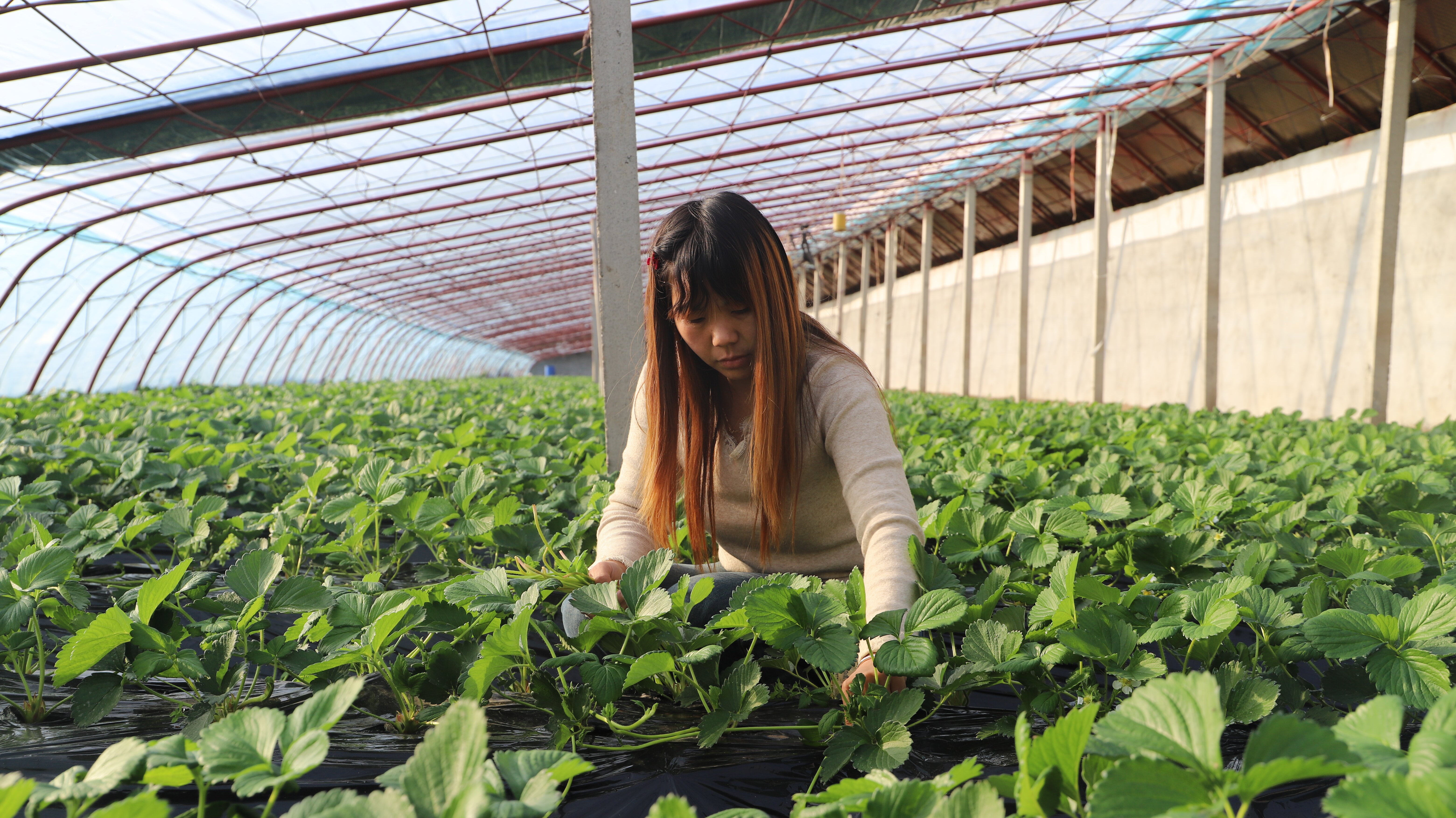 和硕县草莓种植大棚里的草莓长势旺盛 陈皓然 摄 (3).jpg