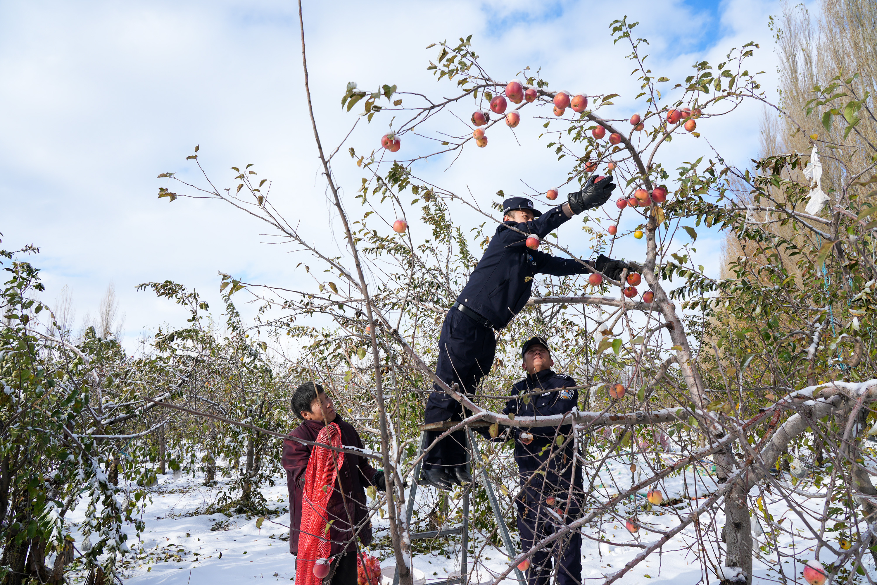图片1：民警帮助果农采摘苹果.jpg