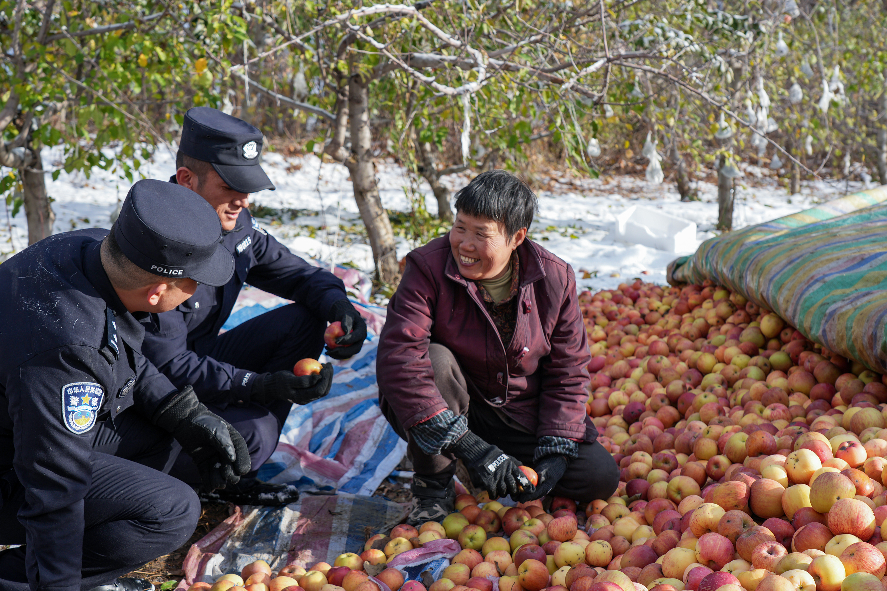 图片4：民警与果农一起分拣苹果.jpg