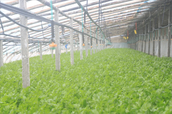 和硕县大棚芹菜迎来收获季 杨家佳摄 (2)(1).png