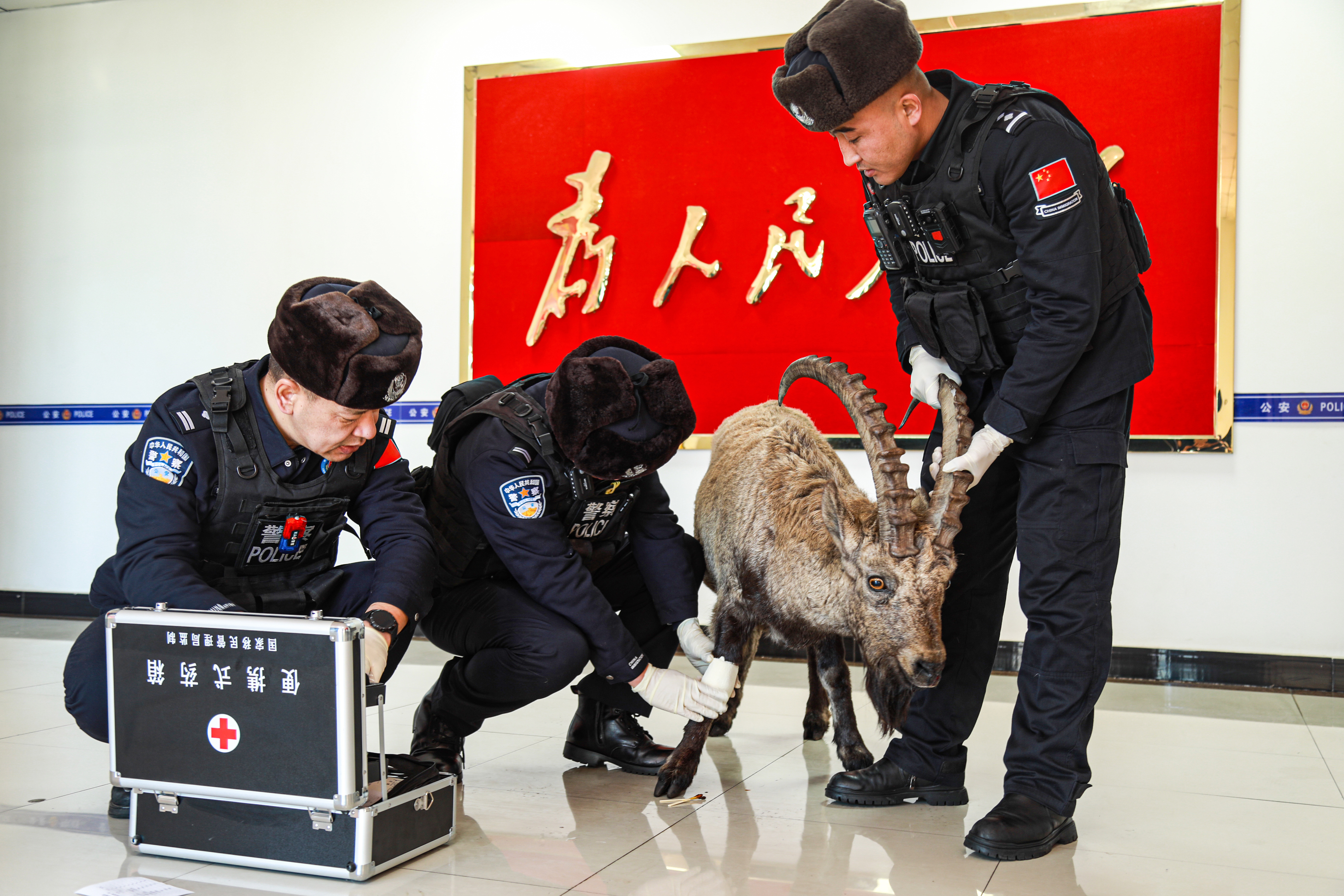 2025年1月14日，民警正在对北山羊进行简单检查。.jpg