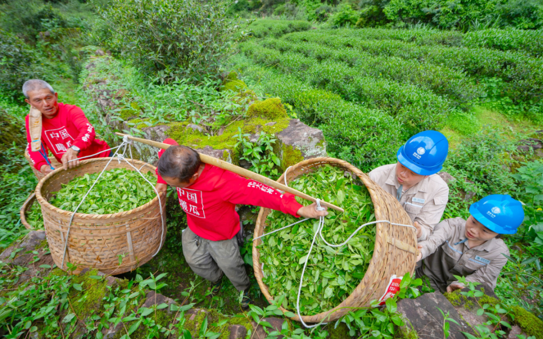 春茶期间电力“科特派”小队在茶山放飞运载无人机协助运送茶青(陈龙辉摄) (2) 拷贝.jpg