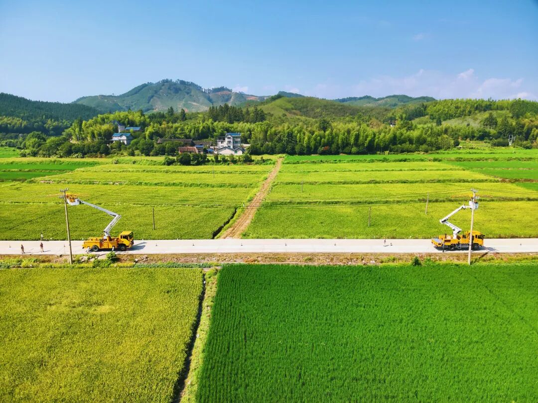国网浦城县供电公司带电作业班员工在临江镇10千伏临山线28号、29号杆上带电安装避雷器。(叶凌云 林鸿辉) 拷贝.jpg