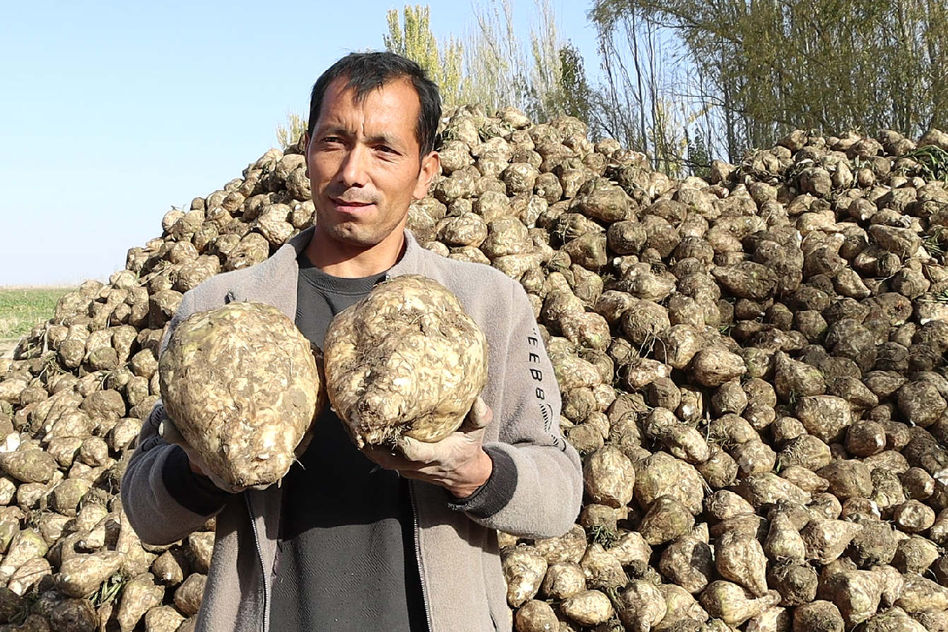 采收甜菜 (2).png