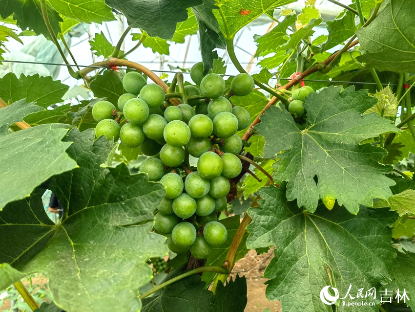 葡萄翠绿饱满。人民网记者马俊华摄